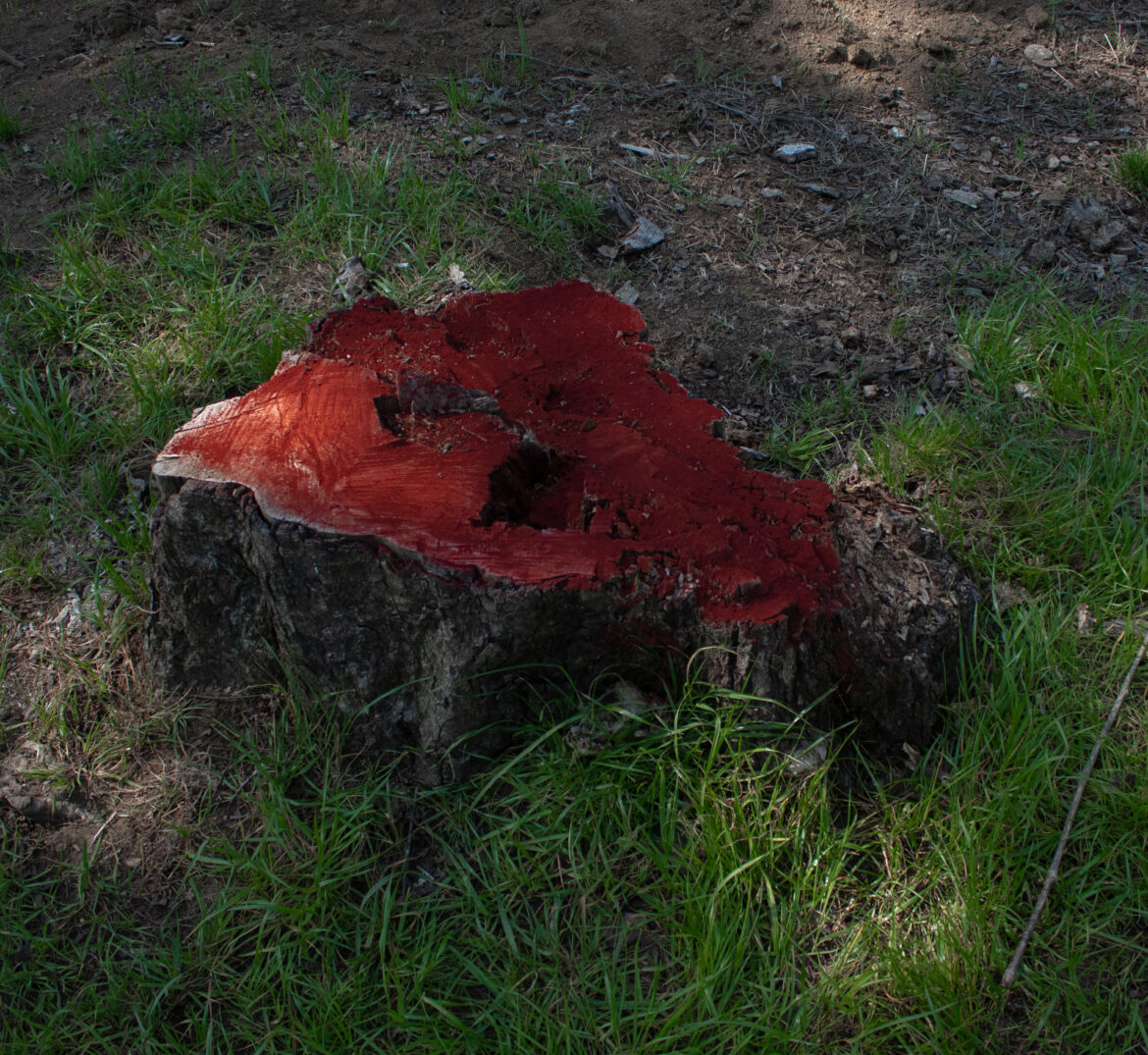 12.De la serie “Organismos, flujos y líneas” Sin título 2021. Gorbea, Araucanía, Chile.