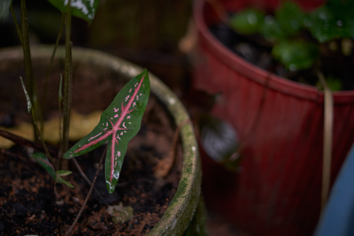 _DSC5838